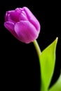 Purple tulip isolated Royalty Free Stock Photo
