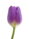 A Purple Tulip Isolated Royalty Free Stock Photo