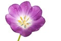 Purple tulip isolated Royalty Free Stock Photo