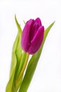 Purple tulip isolated on white Royalty Free Stock Photo