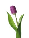 Purple Tulip