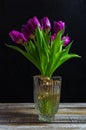 Purple tulip, liliaceae in glass vase on rustic desk. Cut flower bouquet on black background Royalty Free Stock Photo