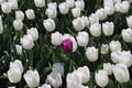 purple tulip lost in row of white tulips in sunlight in rows in Royalty Free Stock Photo