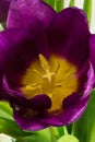 Purple tulip macro Royalty Free Stock Photo