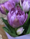 Purple tulip and many tender petals