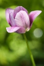 Purple Tulip In My Home Garden