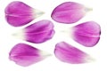 Purple tulip petals isolated Royalty Free Stock Photo