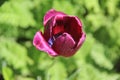 Purple tulip Royalty Free Stock Photo