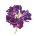 Purple tulip, watercolor painting on white background