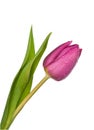 Purple tulip on a white background