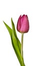 Purple tulip on a white background