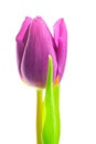 Purple tulip on white background Royalty Free Stock Photo