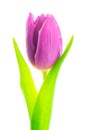 Purple tulip on white background Royalty Free Stock Photo