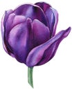 Purple tulip on a white background. Spring flower. Watercolor illustration. Royalty Free Stock Photo
