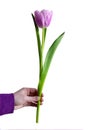 A purple tulip in woman& x27;s hand isolated on white background. Royalty Free Stock Photo