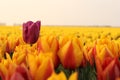 A purple tulip in a yellow tulip field closeup Royalty Free Stock Photo