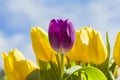 Purple Tulip and Yellow Tulips in Springtime Royalty Free Stock Photo