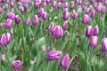 Purple Tulipa gesneriana in a flowerbed in early spring. Delicate spring flowers