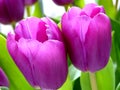 Purple tulips