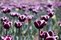 Purple tulips Royalty Free Stock Photo