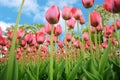 Purple tulips