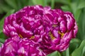 purple tulips in bloom