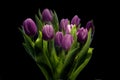 Purple tulips Royalty Free Stock Photo