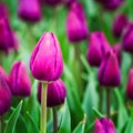 Purple tulips Royalty Free Stock Photo