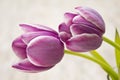 Purple Tulips