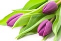 Purple tulips Royalty Free Stock Photo