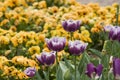 Purple tulips Royalty Free Stock Photo