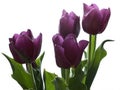 Purple tulips Royalty Free Stock Photo