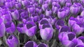 Lilac tulips against grey foliage.