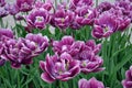 Purple tulips Royalty Free Stock Photo