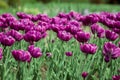 Purple Tulips