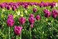 Purple Tulips in a Beautiful Flowerbed