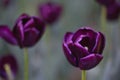 Purple tulips