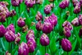 Purple tulips blooming in the garden. Beautiful spring flowers Royalty Free Stock Photo