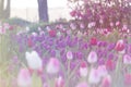 Purple tulips blooming in spring garden Royalty Free Stock Photo