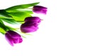 Purple tulips bouquet on white wooden background. Royalty Free Stock Photo