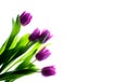 Purple tulips bouquet on white wooden background. Royalty Free Stock Photo
