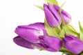 Purple tulips Royalty Free Stock Photo