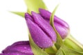 Purple tulips Royalty Free Stock Photo