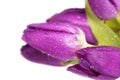 Purple tulips Royalty Free Stock Photo