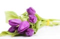 Purple tulips Royalty Free Stock Photo