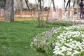 Purple tulips and daisies, spring background