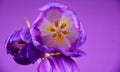 Purple tulips frame stock images