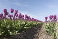 Purple tulips in dutch flower field from low angle and blue sky Royalty Free Stock Photo