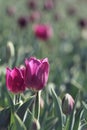 Purple tulips in the feild Royalty Free Stock Photo
