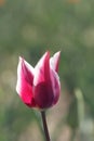 Purple tulips in the feild Royalty Free Stock Photo